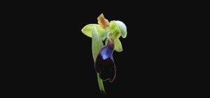 Ophrys fusca subsp. durieui