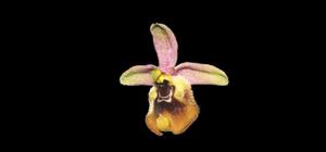 Ophrys holosericea subsp. biancae