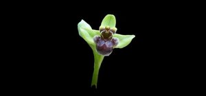 Ophrys bombyliflora