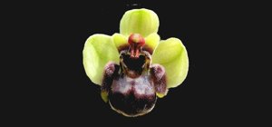 Ophrys bombyliflora