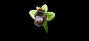 Ophrys bombyliflora