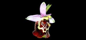 Ophrys holosericea subsp. holosericea