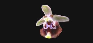 Ophrys fuciflora subsp. oxyrrhynchos