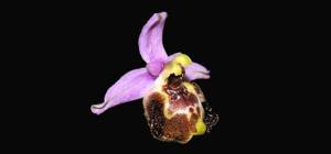 Ophrys fuciflora subsp. candica