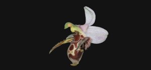 Ophrys scolopax subsp. cornuta