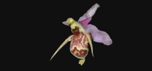 Ophrys scolopax subsp. cornuta
