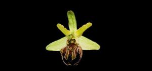 Ophrys sphegodes subsp. sphegodes