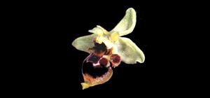 Ophrys scolopax subsp. conradiae