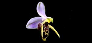 Ophrys scolopax subsp. cornuta