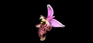 Ophrys scolopax subsp. scolopax