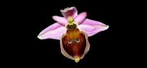 Ophrys argolica subsp. crabronifera