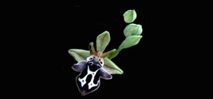 Ophrys cretica