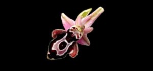 Ophrys cretica