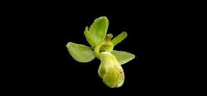 Ophrys omegaifera subsp. dyris