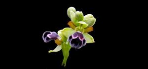 Ophrys omegaifera subsp. dyris