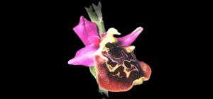 Ophrys holosericea subsp. holosericea