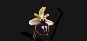 Ophrys ferrum-equinum