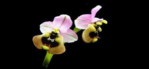 Ophrys tenthredinifera