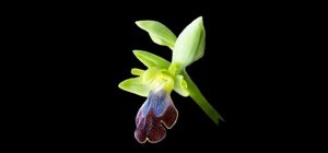 Ophrys fusca