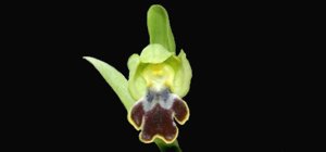 Ophrys fusca subsp. fusca