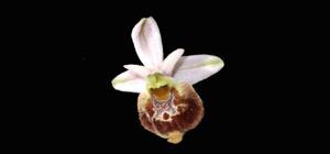 Ophrys fuciflora subsp. elatior
