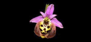 Ophrys holosericea subsp. holosericea
