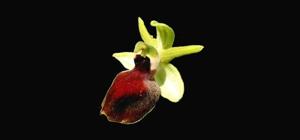 Ophrys sphegodes subsp. helenae