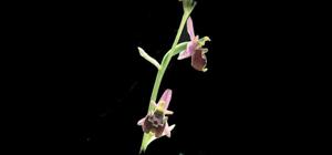 Ophrys fuciflora