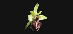 Ophrys sphegodes subsp. atrata