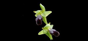 Ophrys fusca subsp. fusca