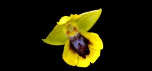 Ophrys lutea