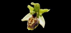 Ophrys sphegodes subsp. sphegodes