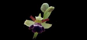 Ophrys omegaifera