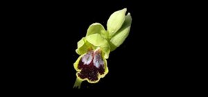 Ophrys fusca subsp. fusca
