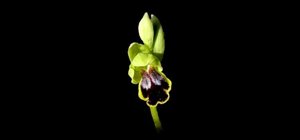Ophrys fusca subsp. fusca