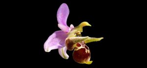 Ophrys scolopax
