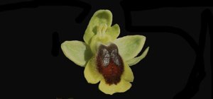 Ophrys lutea subsp. lutea