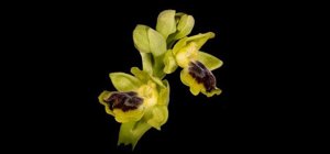 Ophrys lutea subsp. lutea