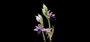 Ophrys sphegodes subsp. sipontensis