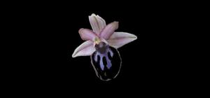 Ophrys sphegodes subsp. sipontensis