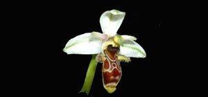 Ophrys scolopax subsp. apiformis