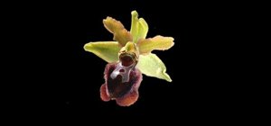 Ophrys sphegodes