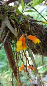 Dendrobium subclausum