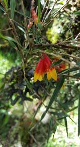 Dendrobium subclausum