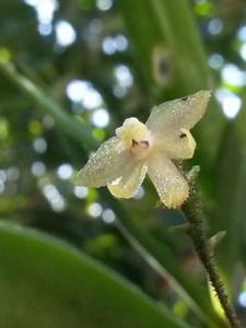 Grosourdya multistrata