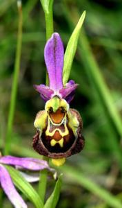 Ophrys holosericea subsp. holosericea