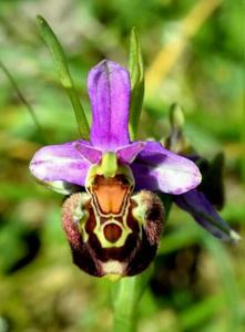 Ophrys holosericea subsp. holosericea