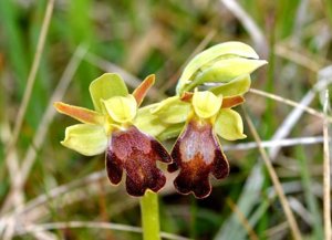 Ophrys fusca subsp. fusca