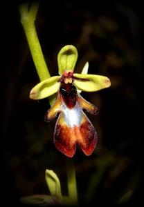 Ophrys insectifera
