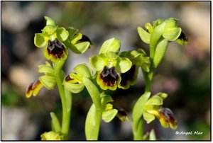 Ophrys fusca subsp. fusca